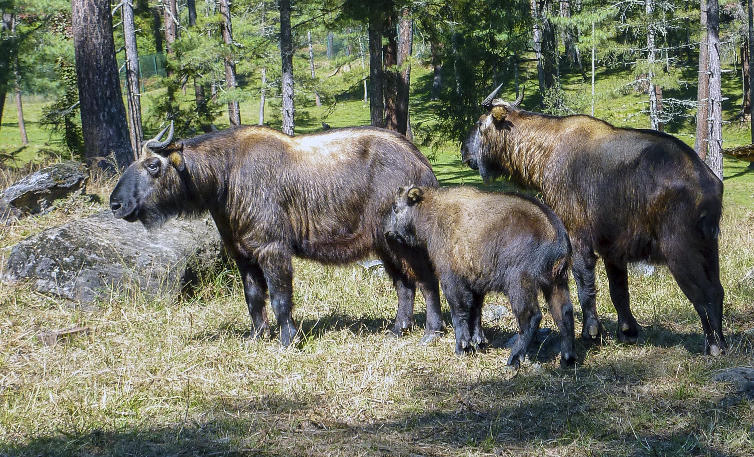 Bhutan takin family unit in wooded area of Bhutan