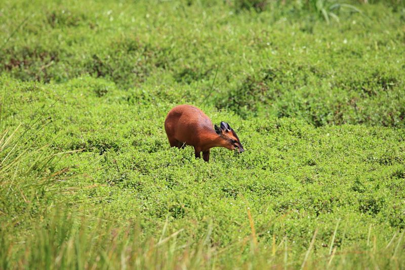 Red forest duiker standing in open field in Nyungwe National Park, Rwanda