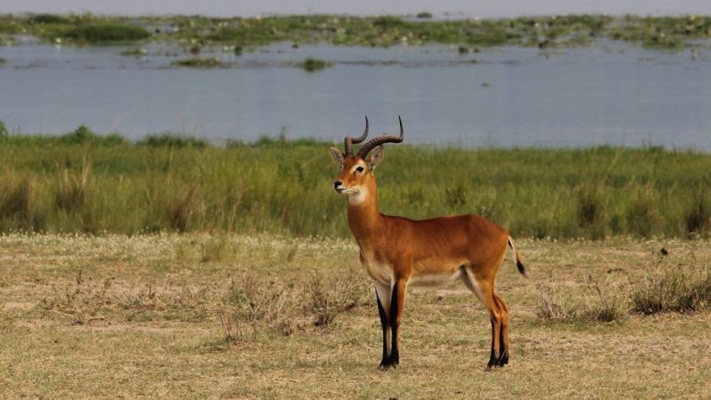 A male Ugandan kob