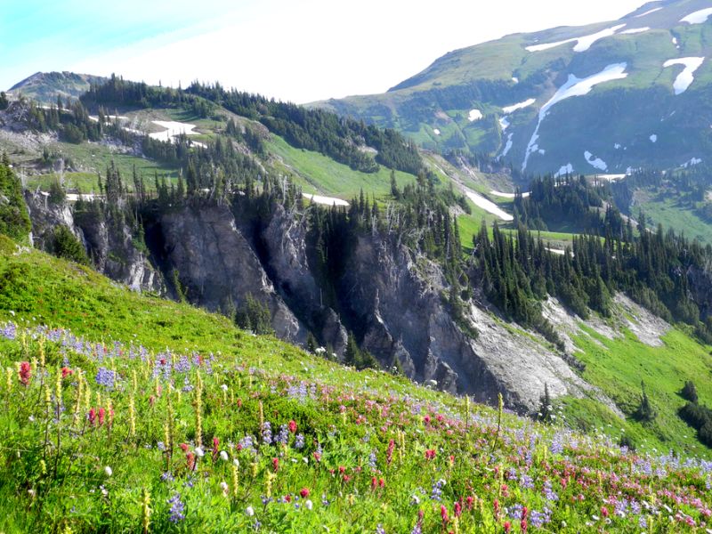 Wonderland Trail wildflowers, Mount Rainier National Park, USA