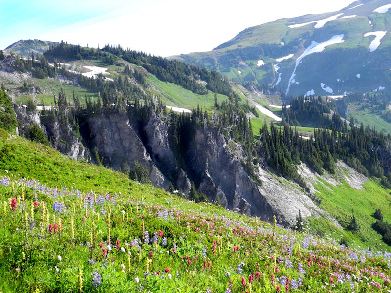 Wonderland Trail wildflowers, Mount Rainier National Park, USA