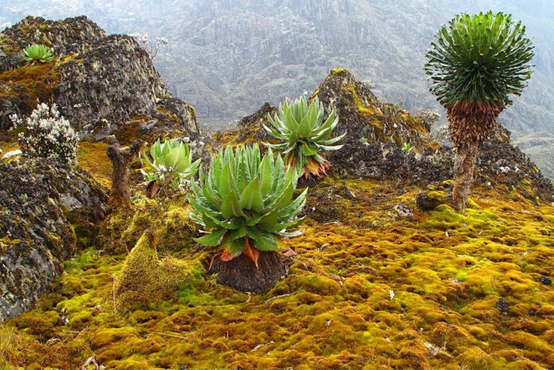 Rwenzori Mountains Uganda