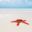 Starfish on the beach, Nungwi, Kendwa, Zanzibar island, Tanzania