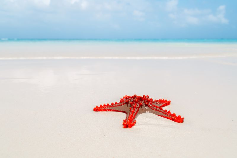 Starfish on the beach, Nungwi, Kendwa, Zanzibar island, Tanzania