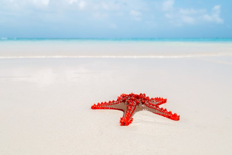 Starfish on the beach, Nungwi, Kendwa, Zanzibar island, Tanzania