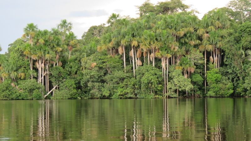 Jungle and river, Amazon, Peru