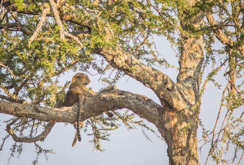 leopard in tree