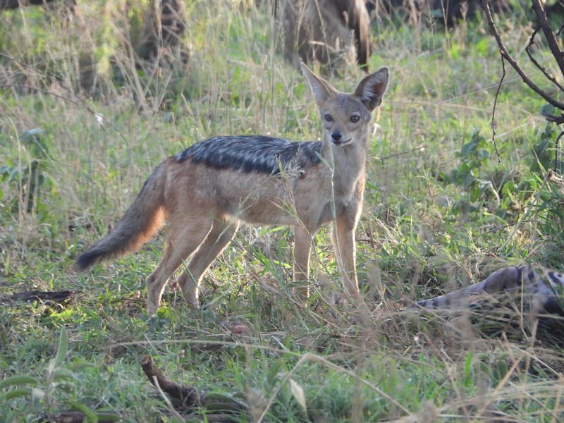 Black-backed jackal. Tanzania safari