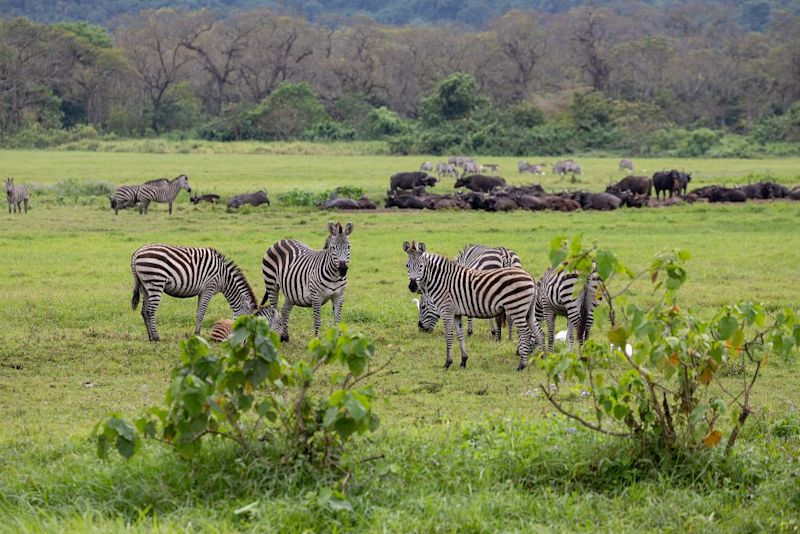 Herd of zebras in Arusha National Park during green season