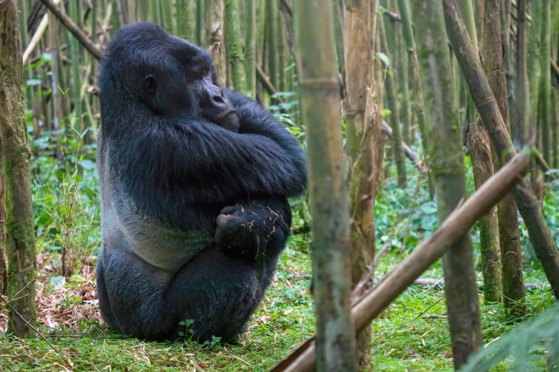 A silverback gorilla sitting on his haunches in a bamboo forest in Rwanda.