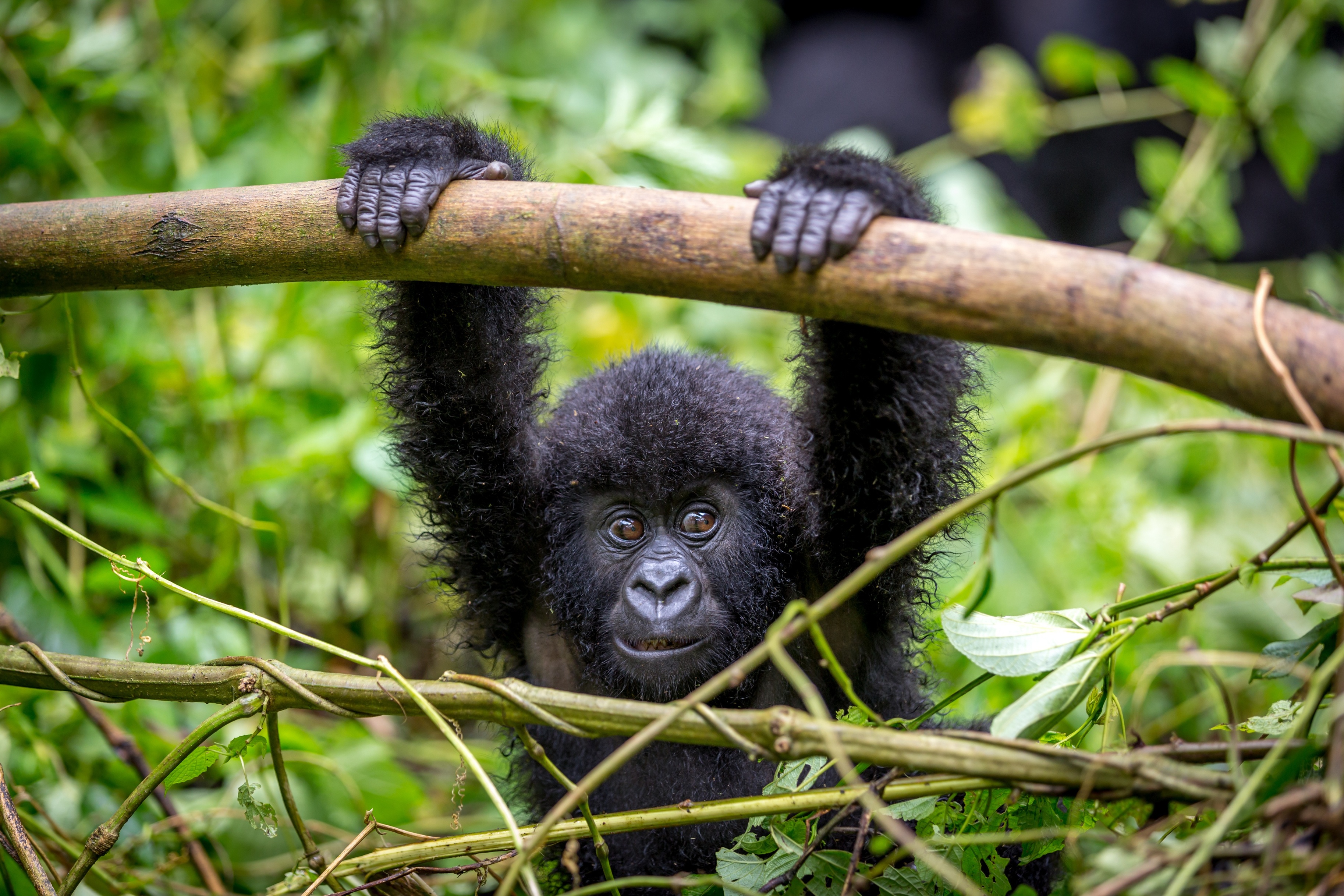 Mountain gorilla infant hanging onto fallen bamboo trunk
