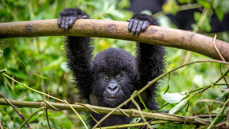 Mountain gorilla infant hanging onto fallen bamboo trunk