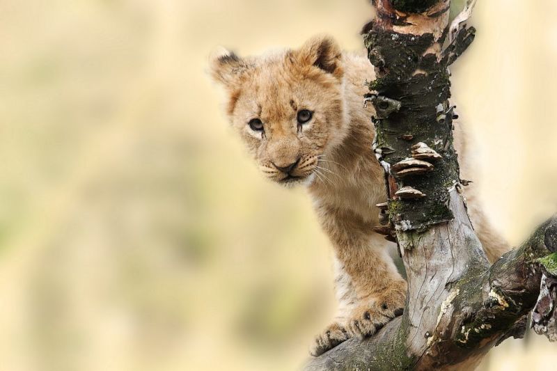 Lion-cub-Tanzania-safari-African-1024x682.jpg