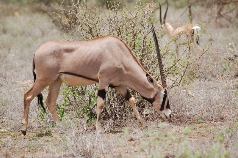 Fringe-eared oryx, subspecies of the East African oryx, antelope, African safari