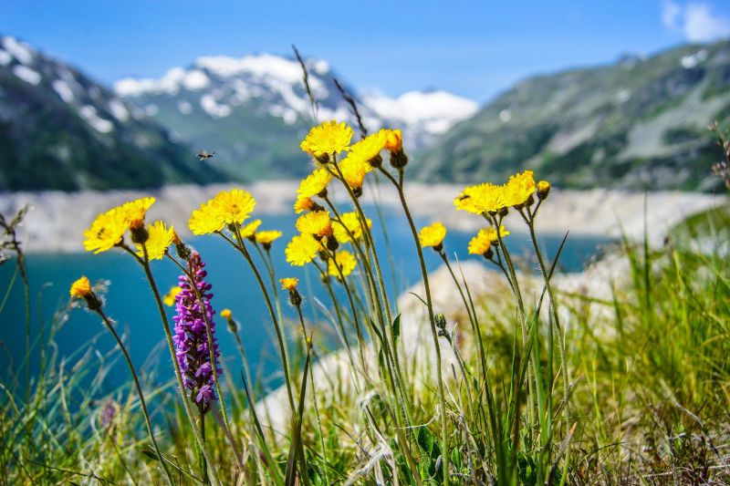 Yellow flowers in foreground with mountainscape in background