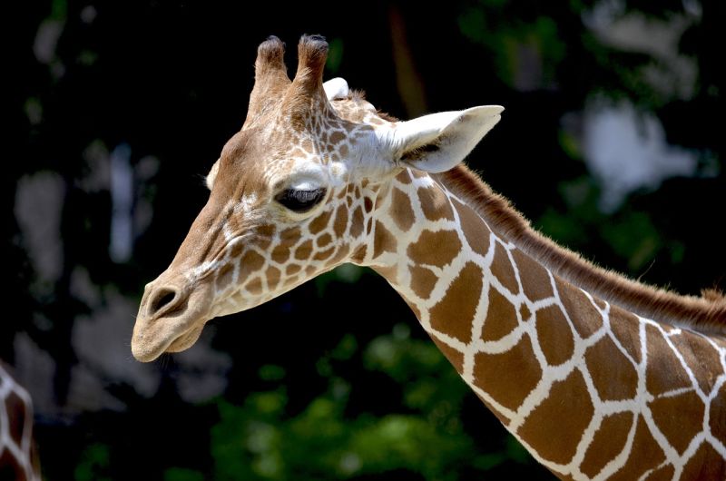 Close up of reticulated giraffe from neck up
