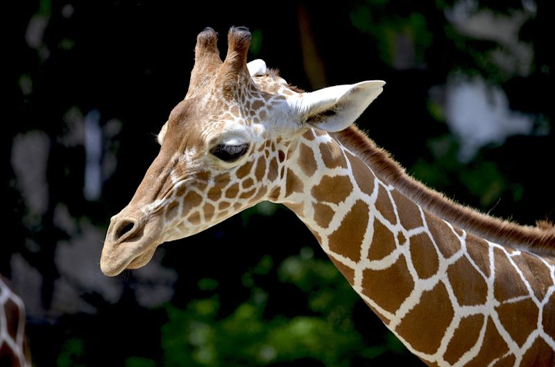 Close up of reticulated giraffe from neck up