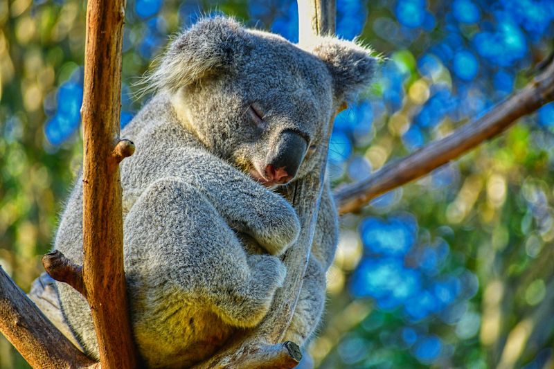 koala sleeping in a tree