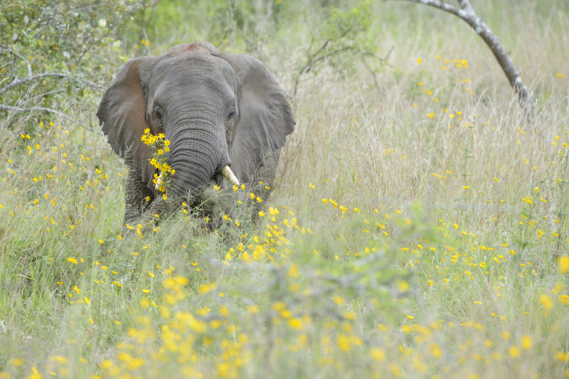 African Elephant Loxodonta africana foraging between yellow flowers, Akagera National Park, Rwanda