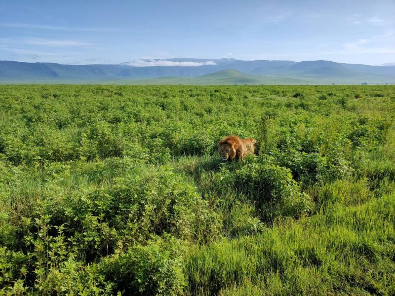 lion in Ngorongoro Crater