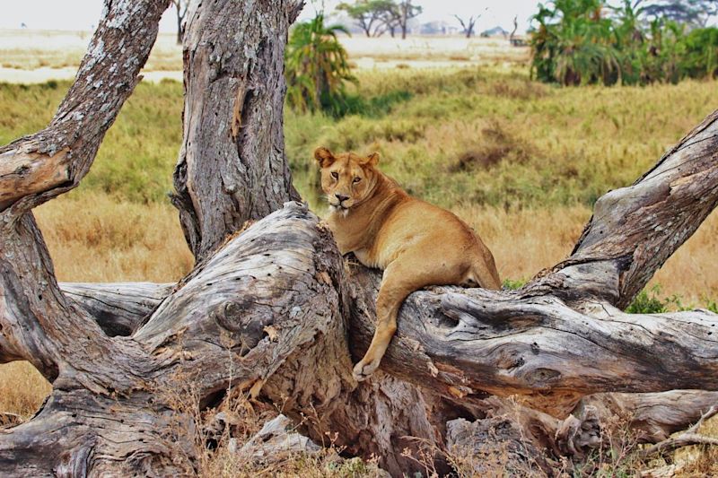 Lioness lying on tree