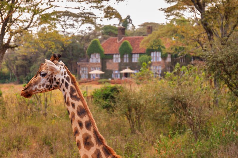 Rothschild giraffe by manor, Giraffe Centre, Nairobi