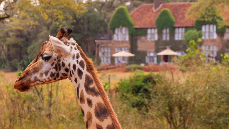 Rothschild giraffe by manor, Giraffe Centre, Nairobi