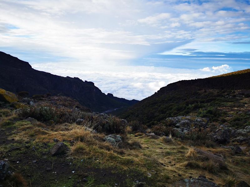 Moorland landscape on Kilimanjaro