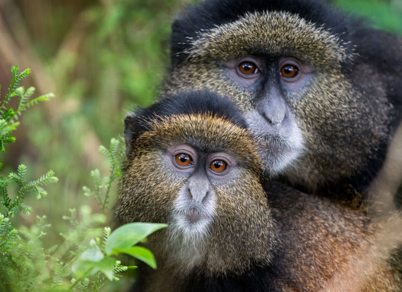 Mother and baby golden monkeys portrait