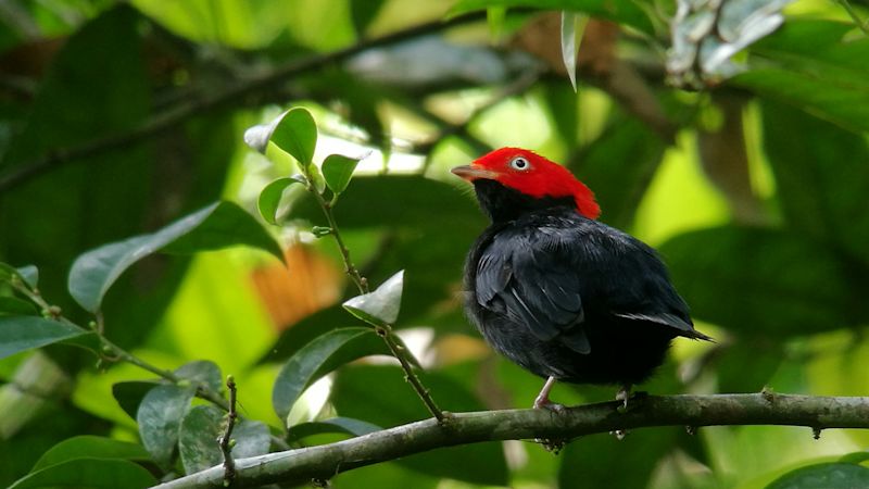 round tailed manakin bird Peruvain Amazon rainforest