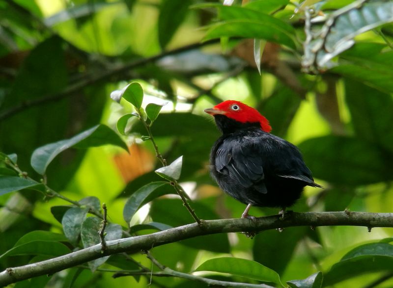 round tailed manakin bird Peruvain Amazon rainforest