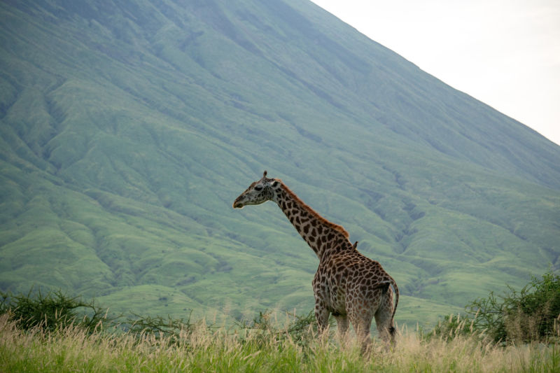Giraffe in front of Ol Doinyo Lengai in wet season, Tanzania