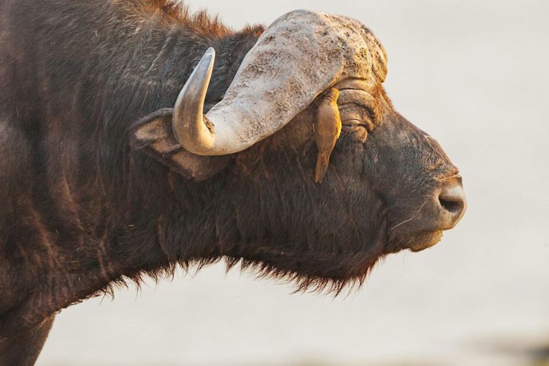 Cape buffalo and oxpecker