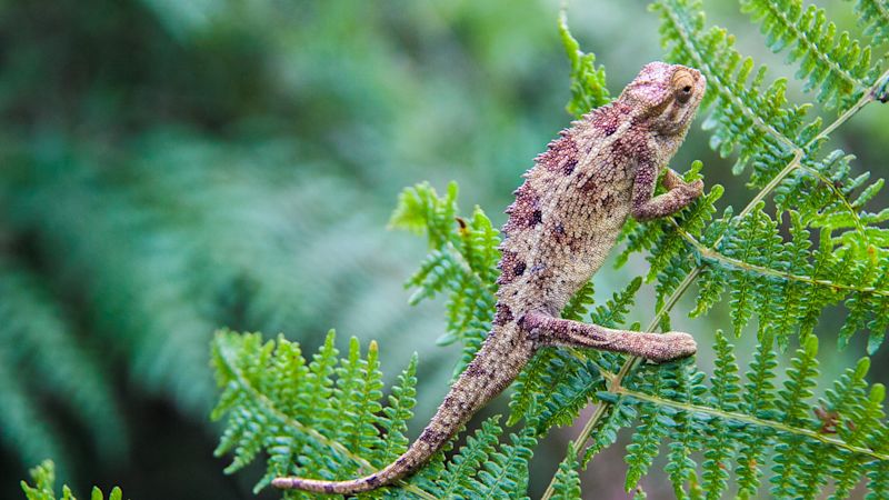 Chameleon sitting on fern in Virunga mountains