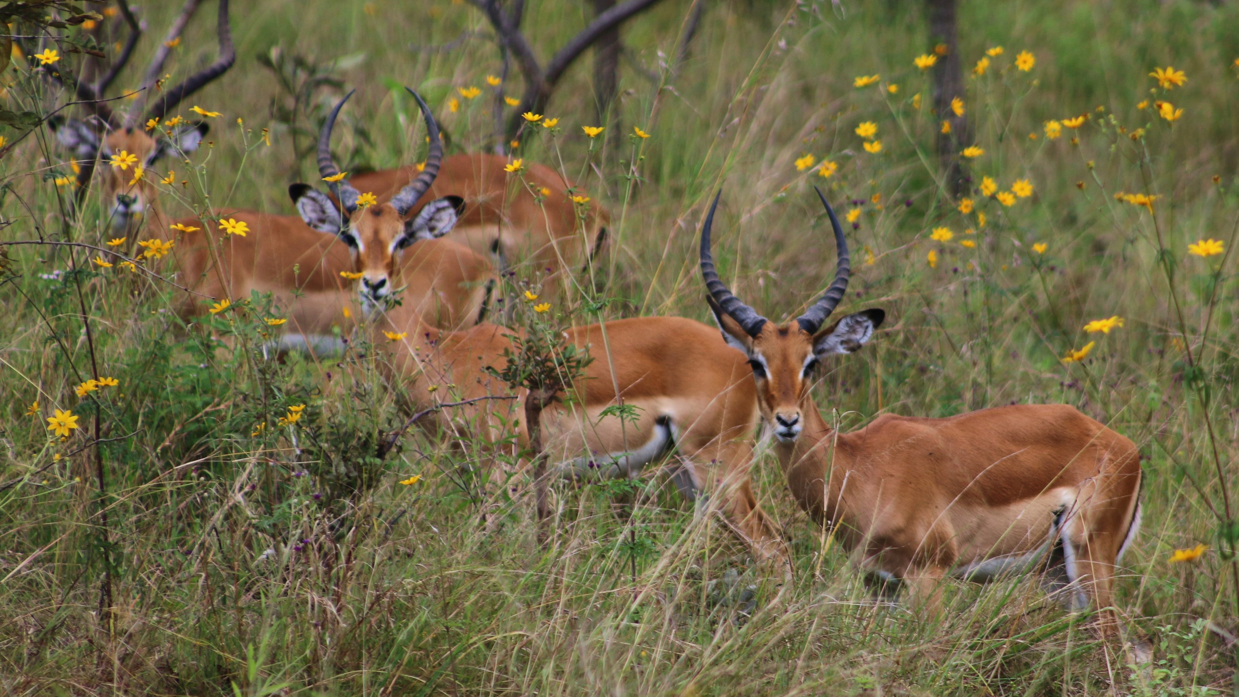 Impalas, Akagera Village, Rwanda