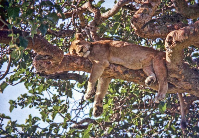lioness in tree in Uganda