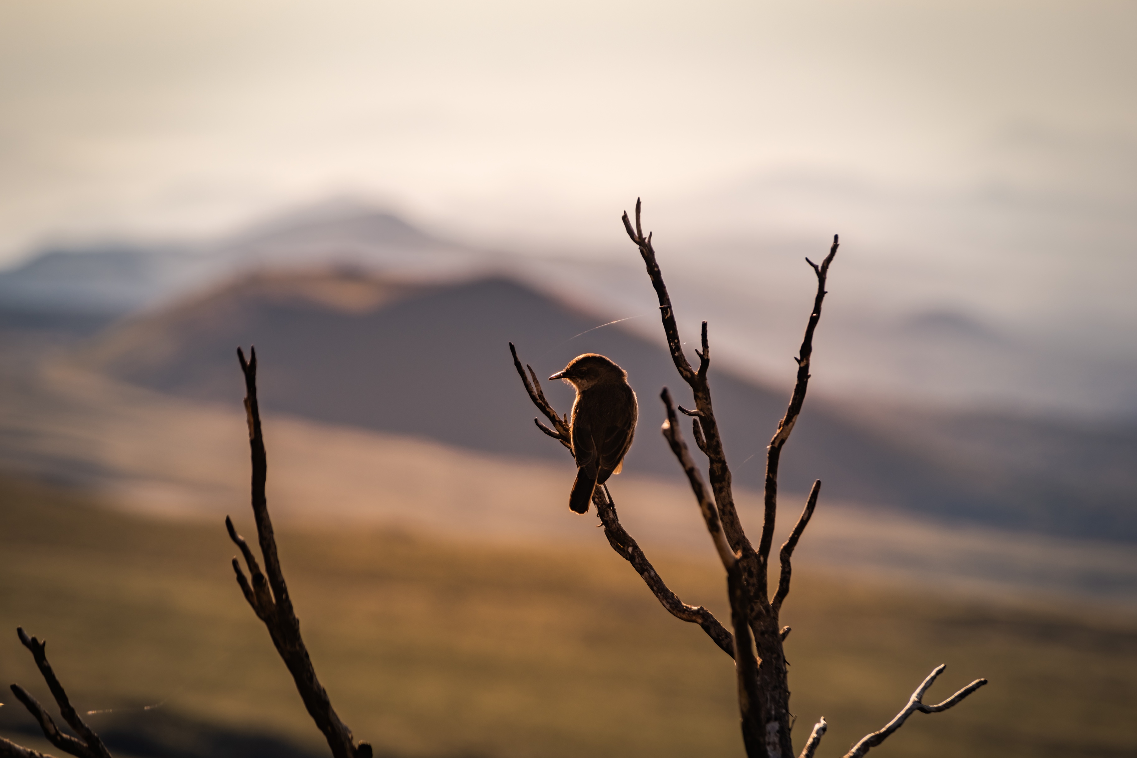 Bird seated in a dead tree in alpine zone on Kilimanjaro's Marangu route
