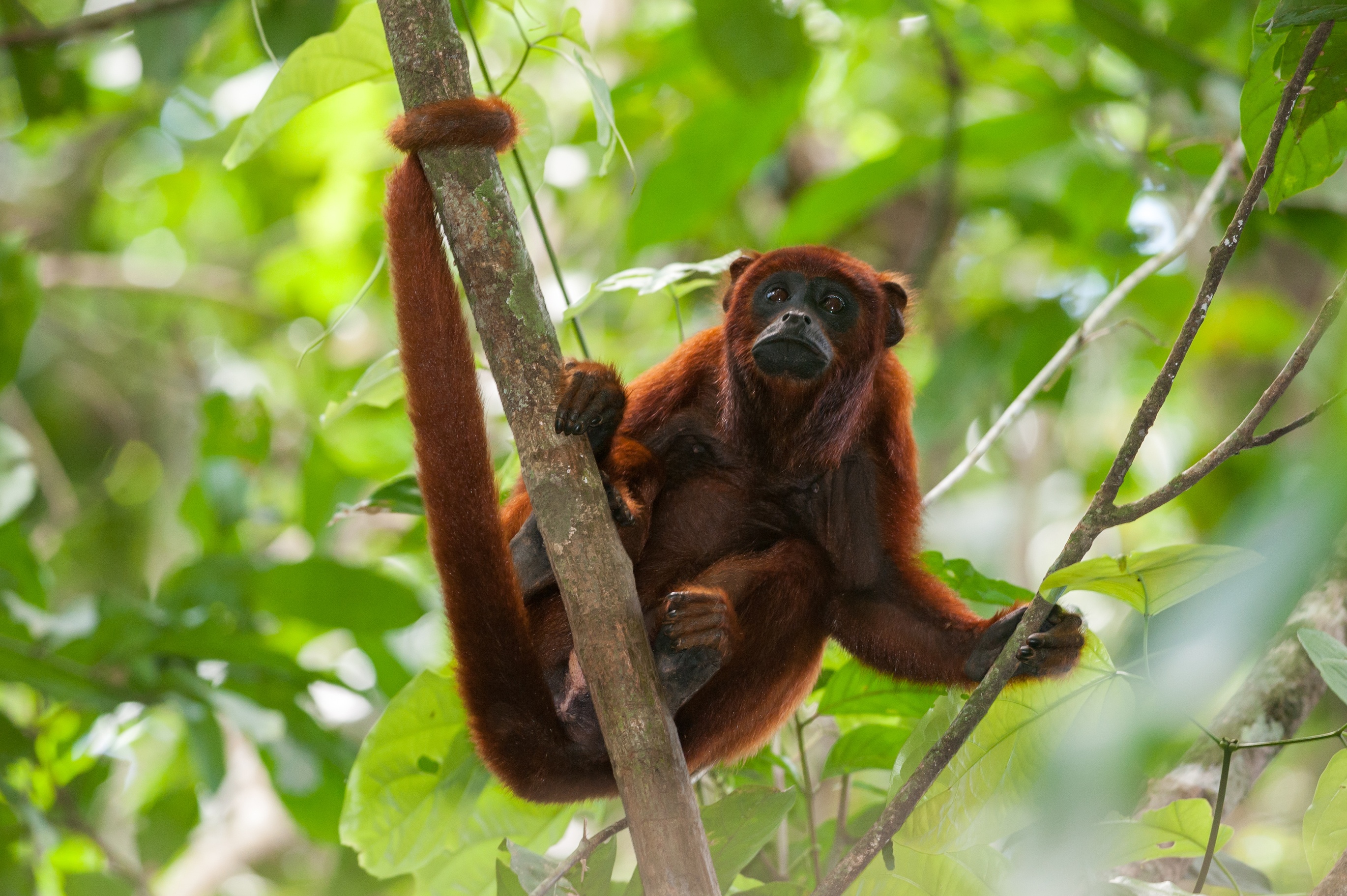 Red Howler Monkey Alouatta seniculus in Tambopata National Reserve, Peru
