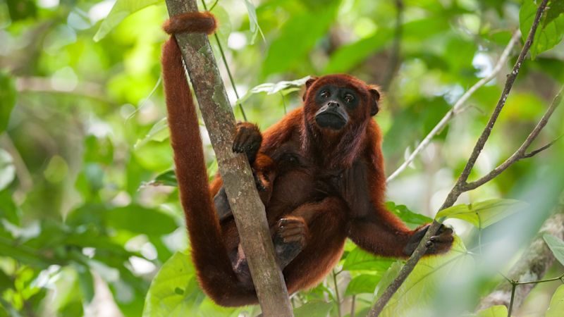 Red Howler Monkey Alouatta seniculus in Tambopata National Reserve, Peru