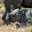 Black rhino calf, one of the Big Five