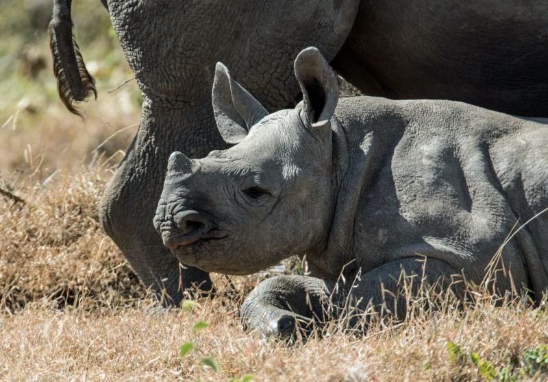 Black rhino calf, one of the Big Five