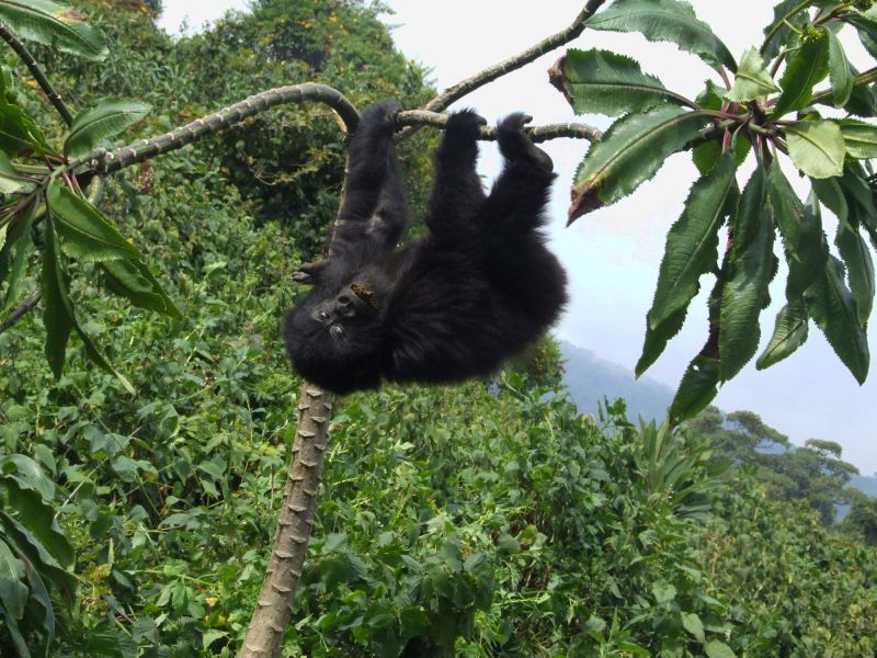 Infant mountain gorilla hanging upside down from tree branch in Volcanoes National Park, Rwanda