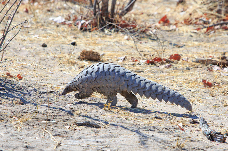 Ours. S. Endangered African pangolin, Elusive Eleven