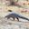 Ours. S. Endangered African pangolin, Elusive Eleven