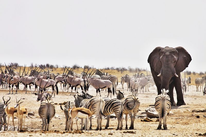 Pur. Animals, elephant, antelopes, Etosha Park, salt pan, waterhole, Namibia