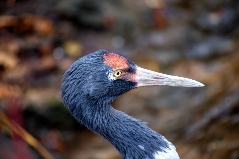 Close up of a black-necked crane in the outdoors, Bhutan bird