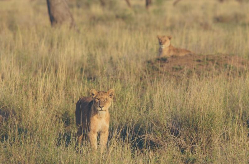 lions Serengeti National Park