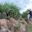 Twala-Tenebo Baboon walk