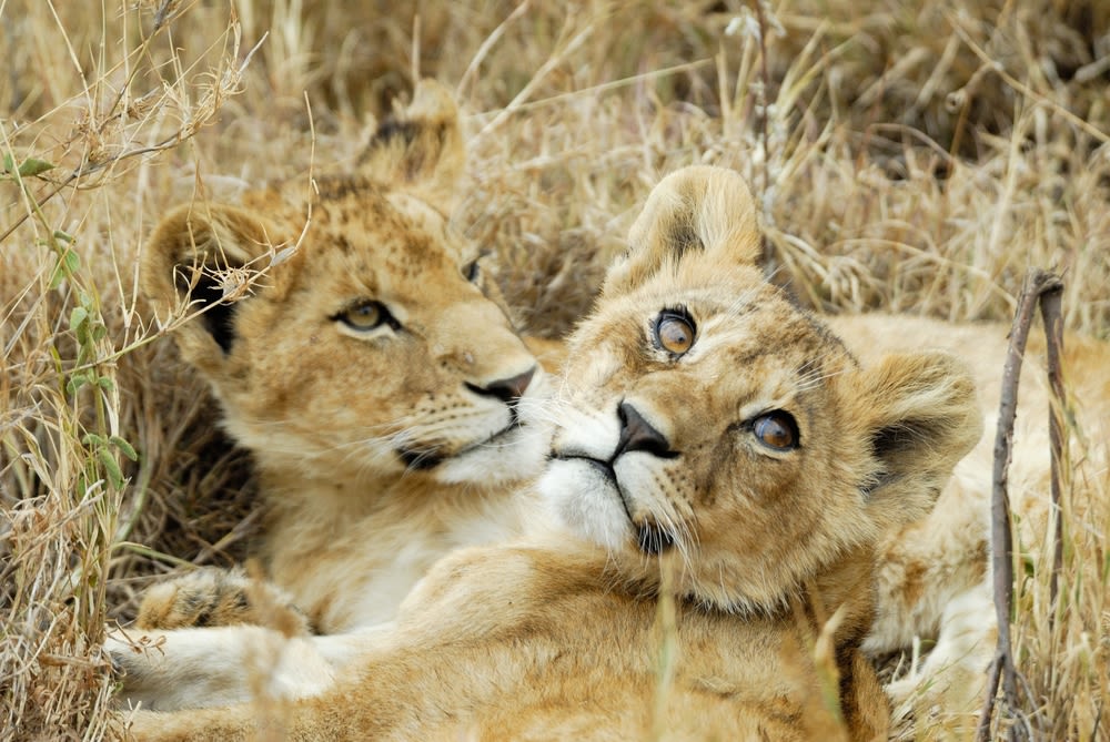 Lion cubs in the savannah, Serengeti National Park, Tanzania