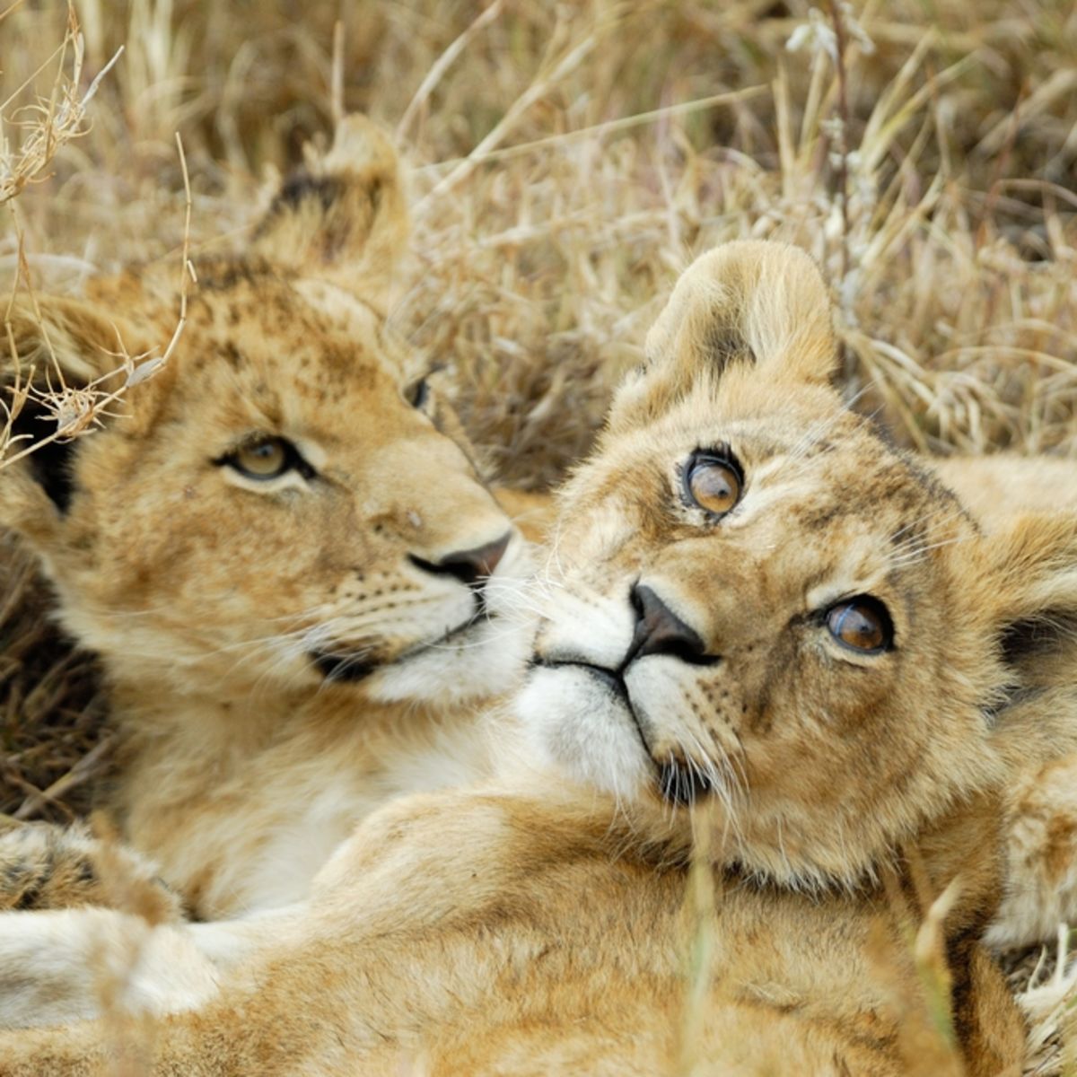 Lion cubs in the savannah, Serengeti National Park, Tanzania